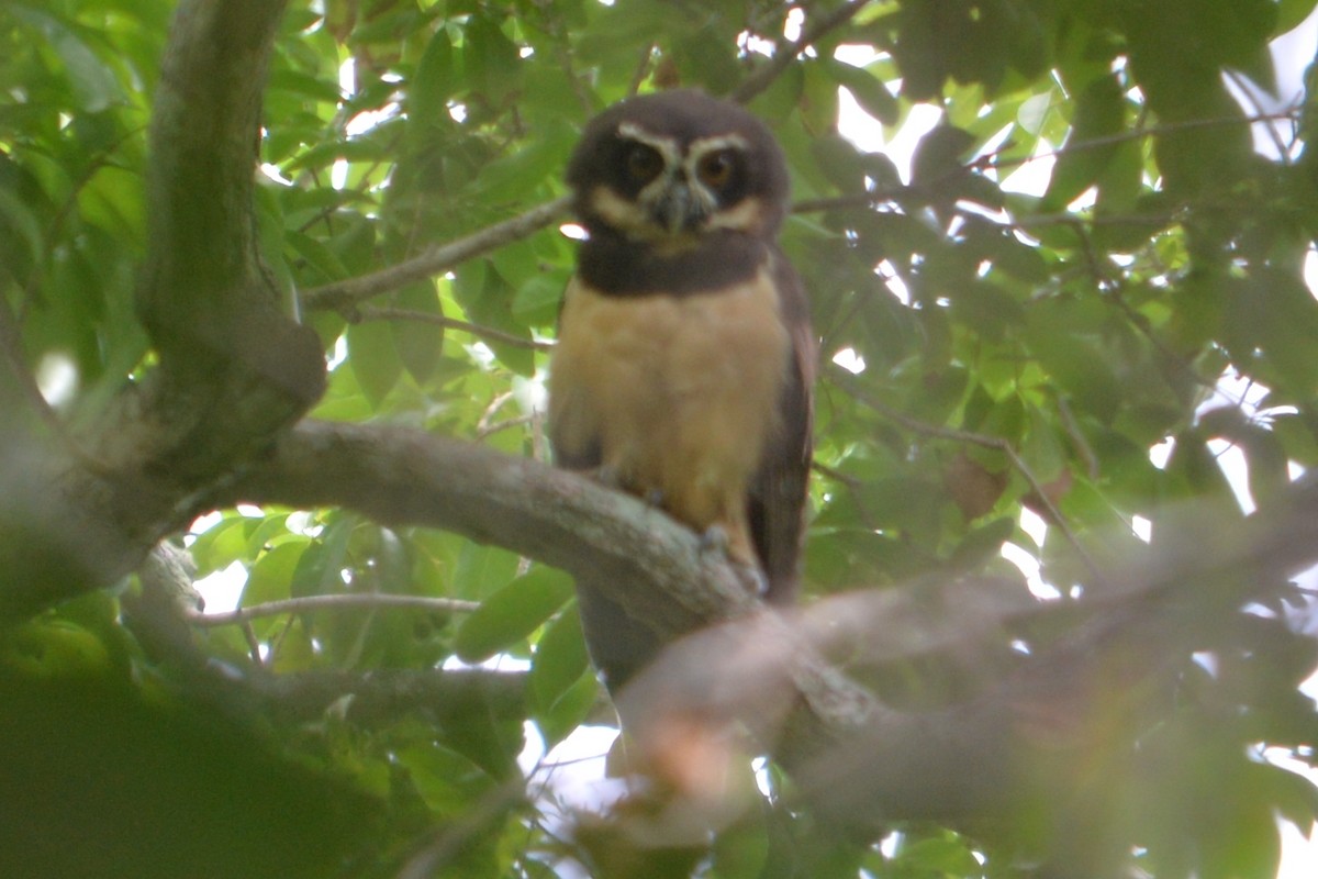 Spectacled Owl - ML625637948