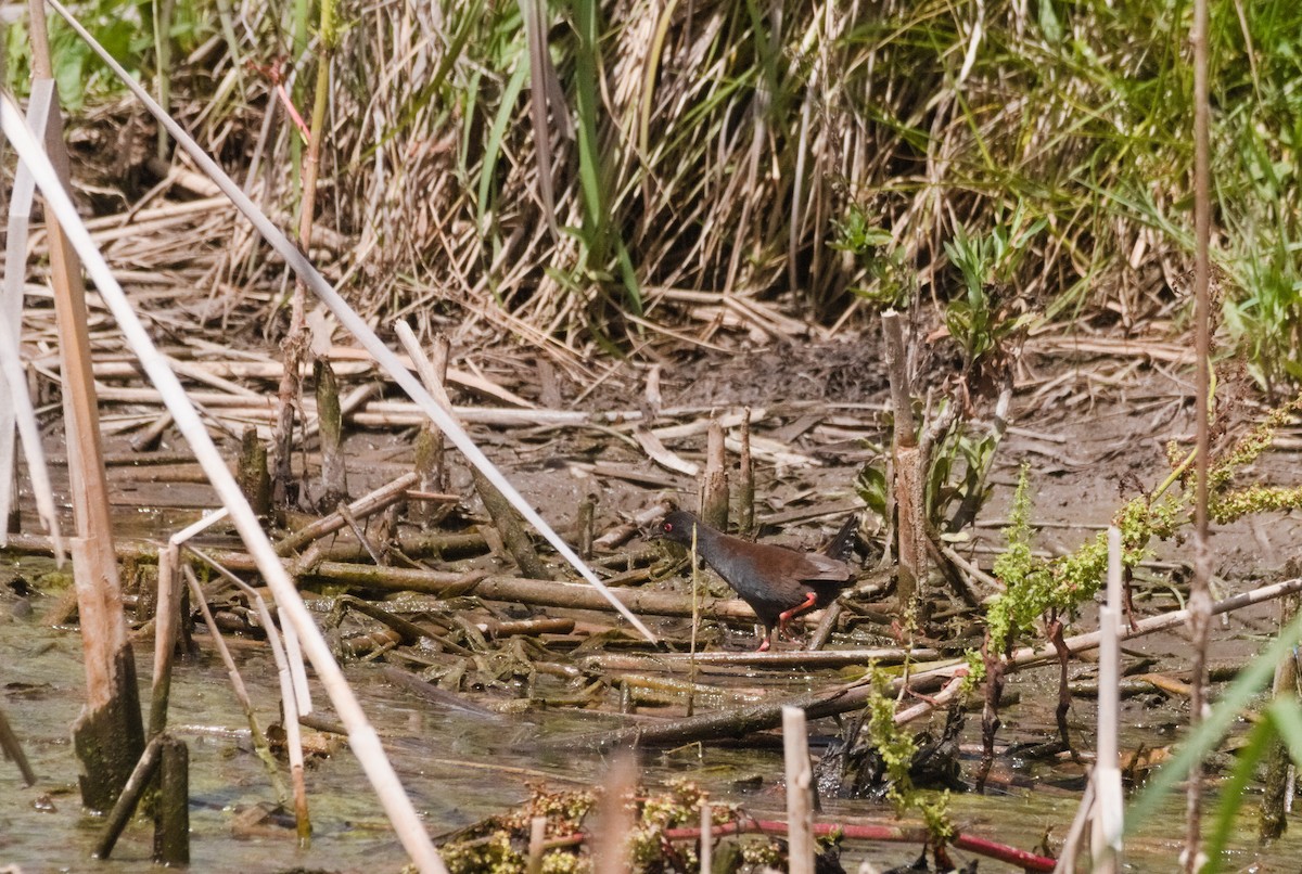 Spotless Crake - ML625637949