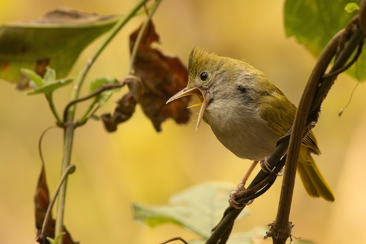 White-bellied Erpornis - ML625637977