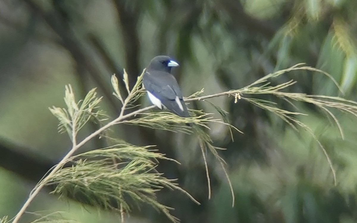 Great Woodswallow - ML625637991