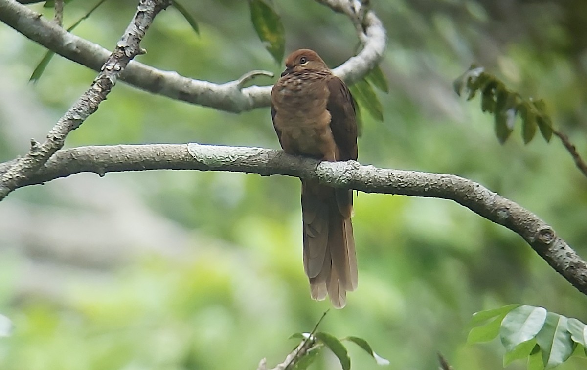 Amboyna Cuckoo-Dove - ML625638022