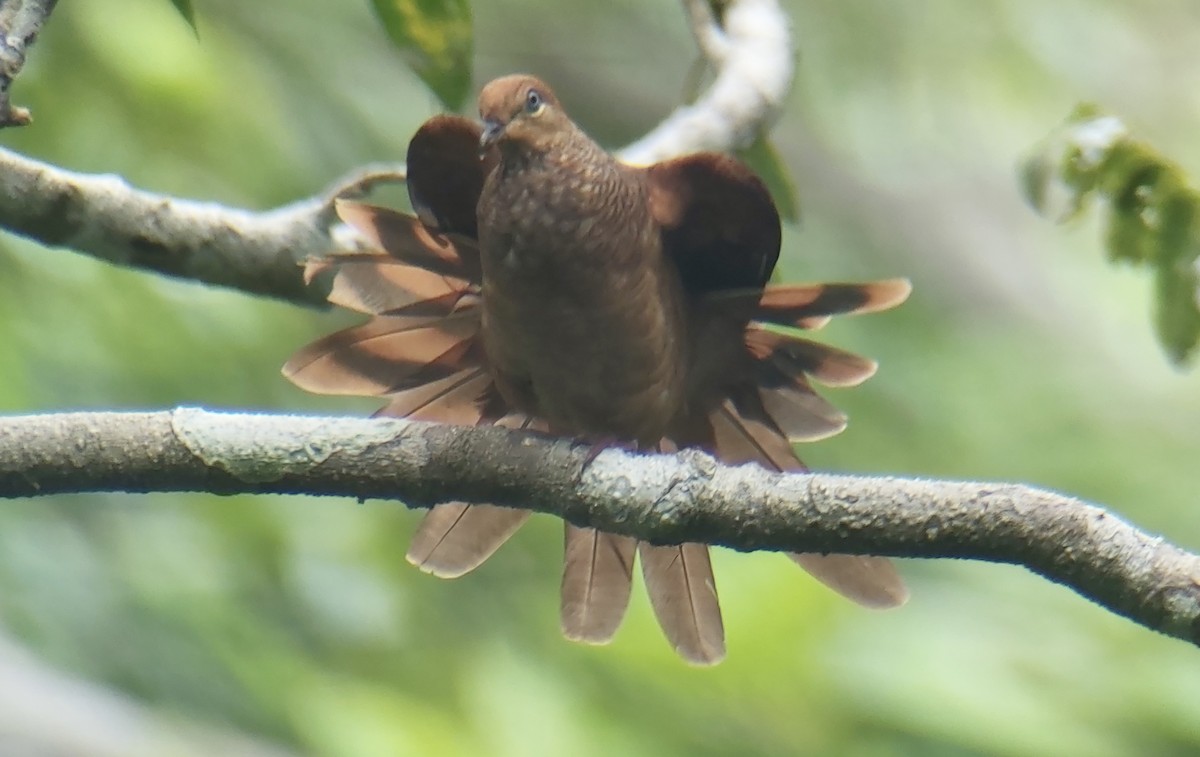 Amboyna Cuckoo-Dove - ML625638023