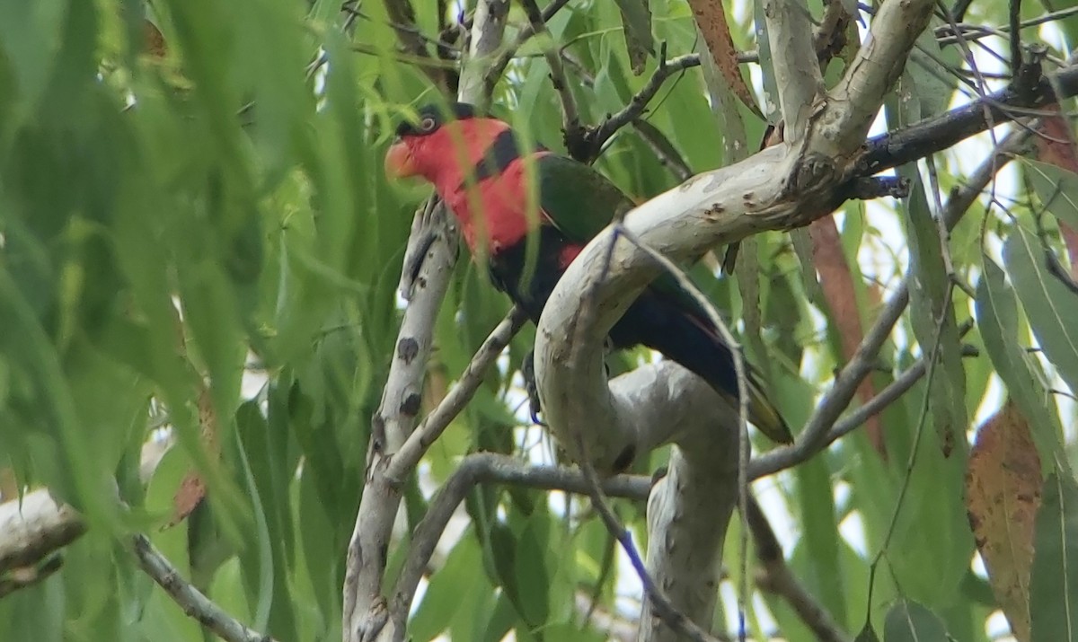 Black-capped Lory - ML625638041