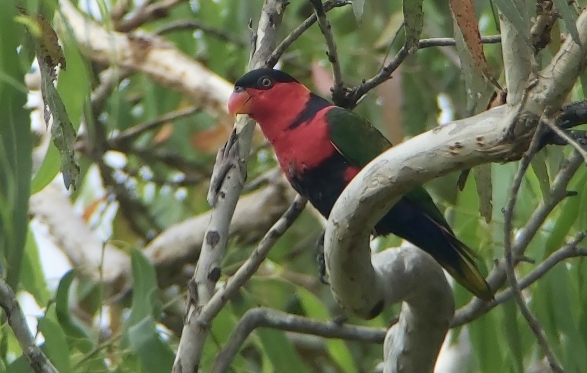 Black-capped Lory - ML625638045