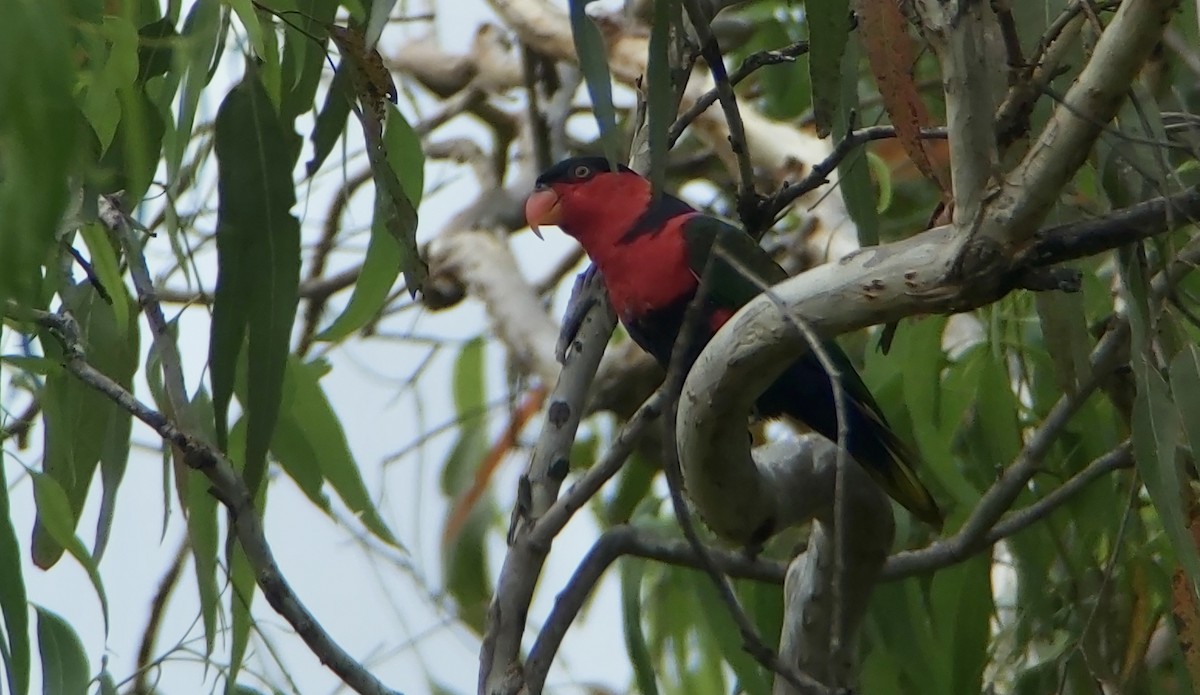 Black-capped Lory - ML625638046