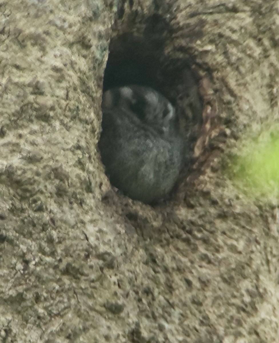 Australian Owlet-nightjar - ML625638096