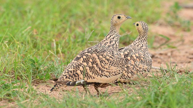 Chestnut-bellied Sandgrouse - ML625638310