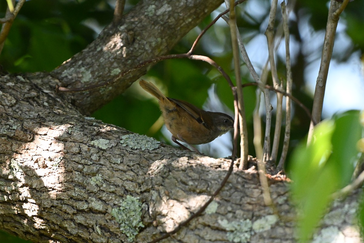 White-browed Scrubwren - ML625638330