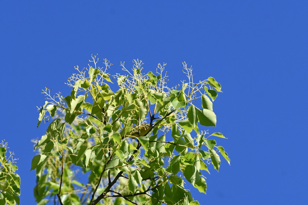Yellow Thornbill - ML625638401