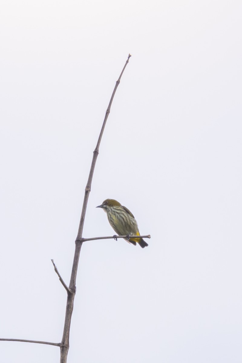 Yellow-vented Flowerpecker - ML625638413