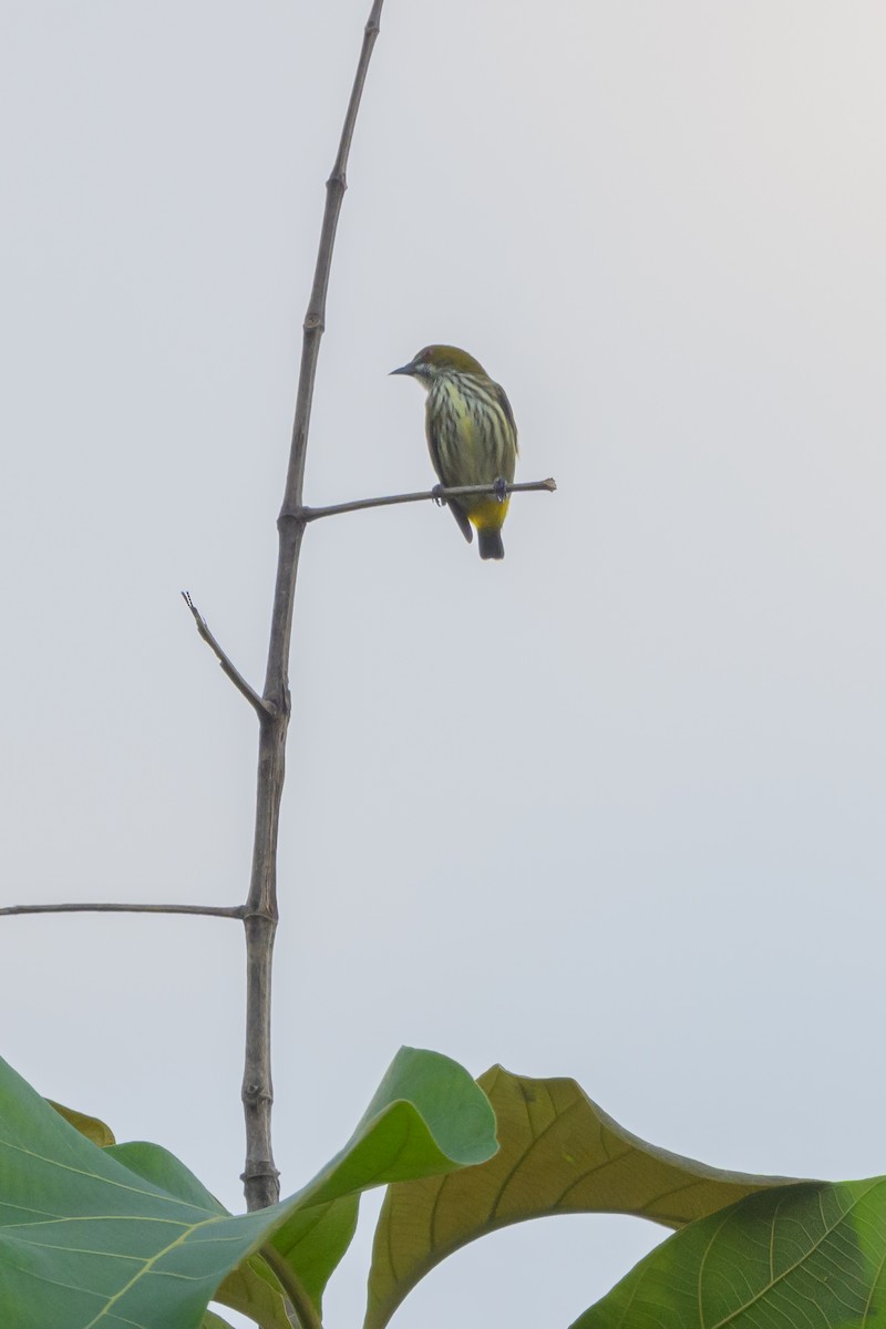 Yellow-vented Flowerpecker - ML625638414