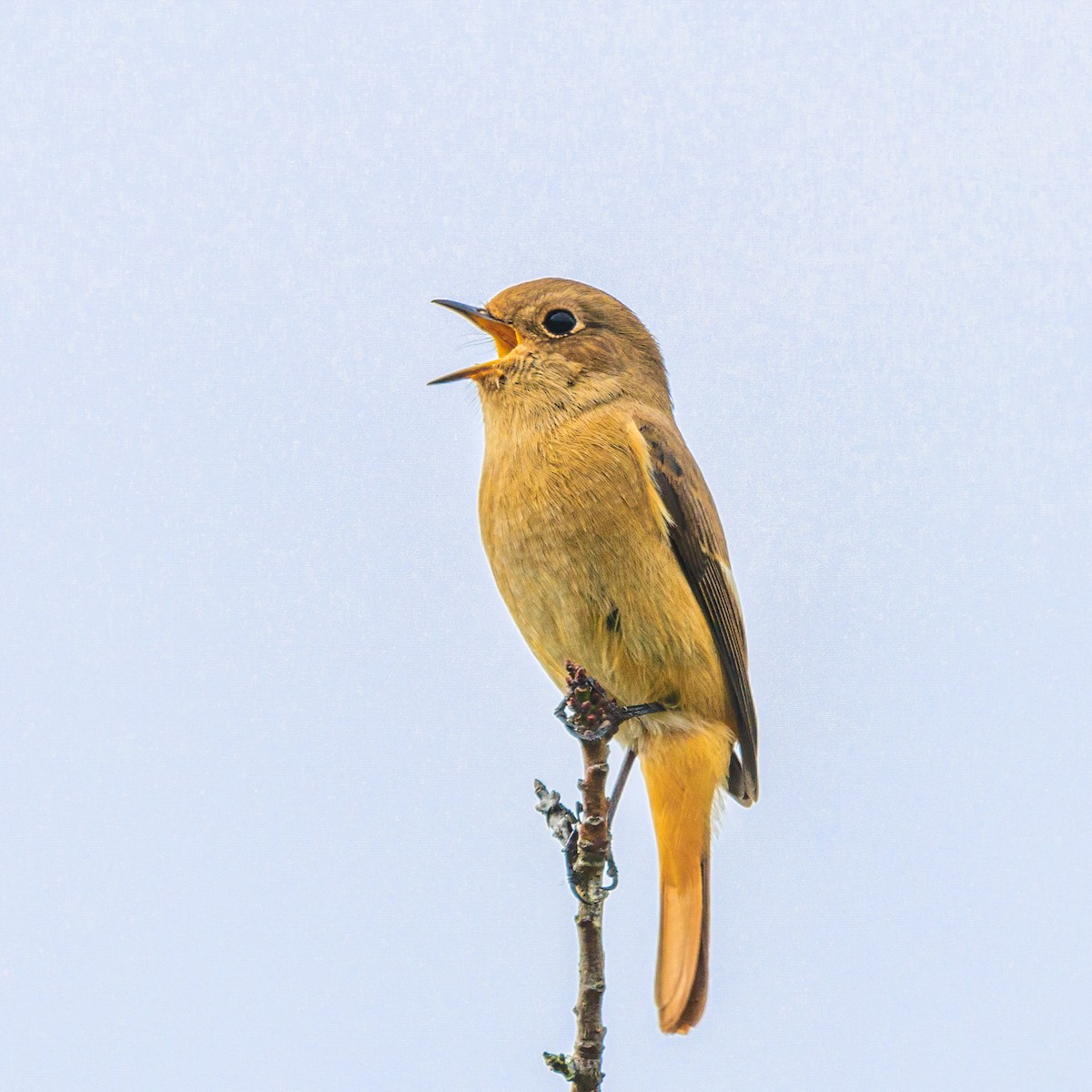 Daurian Redstart - ML625638421