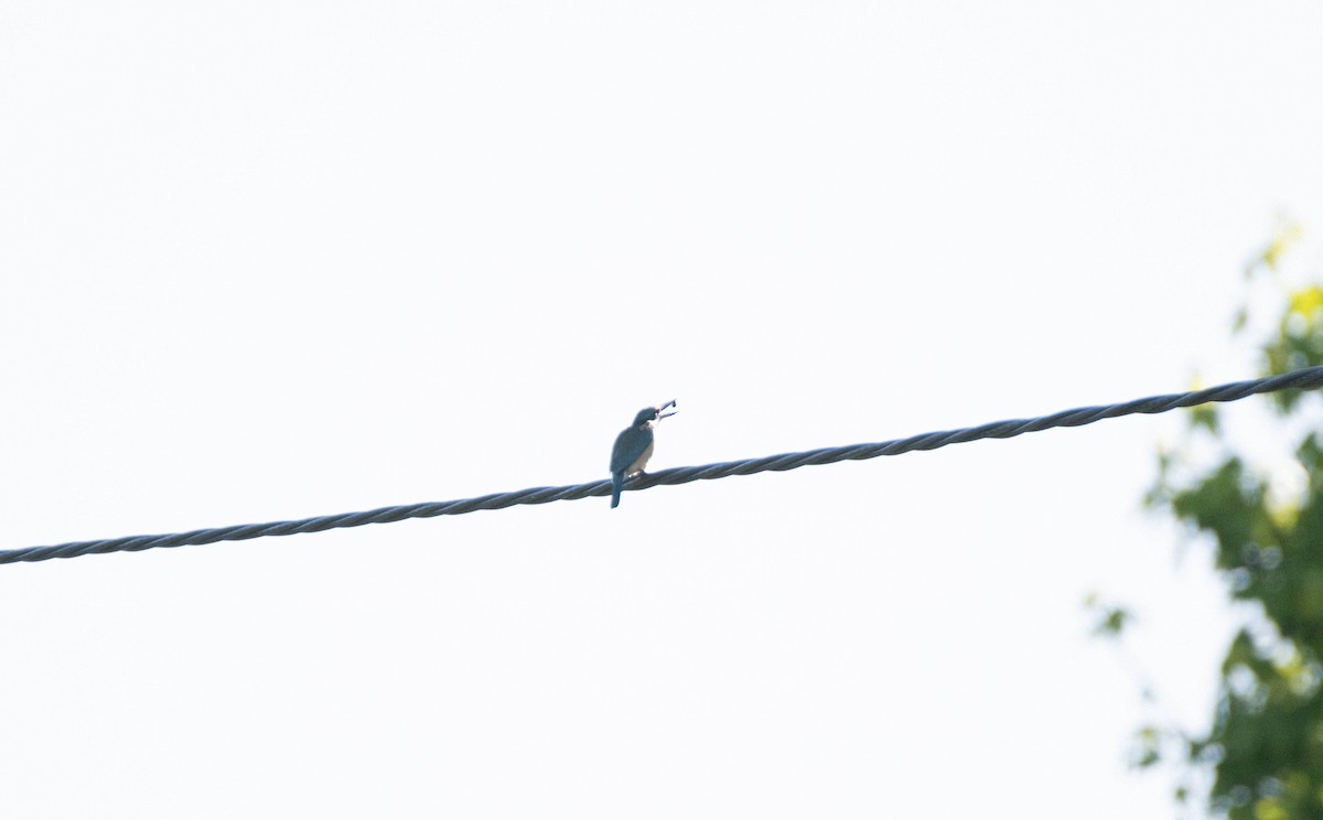 Sacred Kingfisher - ML625638442