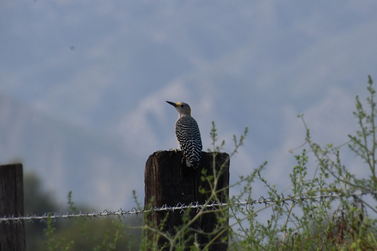 Golden-fronted Woodpecker - ML625638450