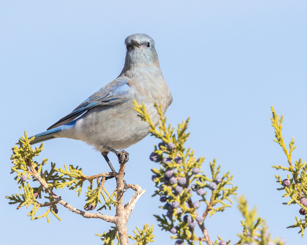 Mountain Bluebird - ML625638525