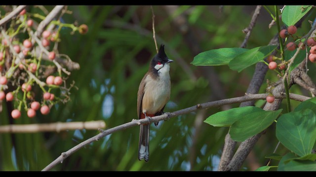 Red-whiskered Bulbul - ML625638526