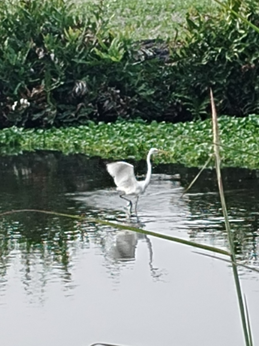 Great Egret - ML625638564