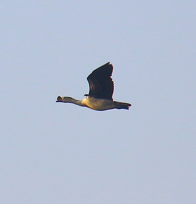 Knob-billed Duck - ML625638602