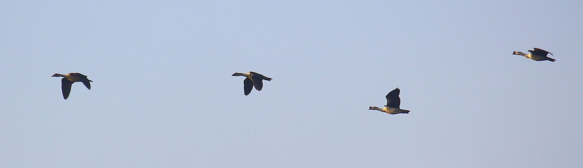 Knob-billed Duck - ML625638603