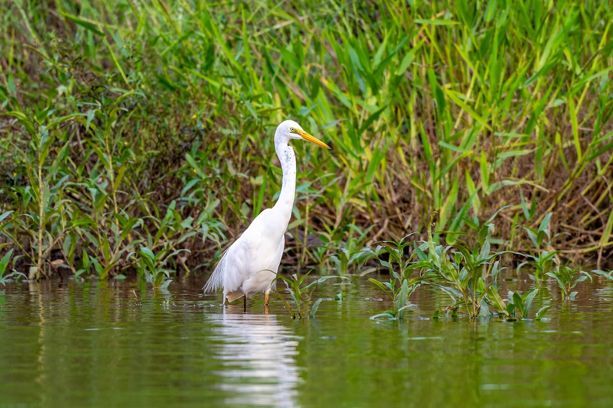 Great Egret (modesta) - ML625638607