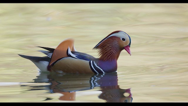 Mandarin Duck - ML625638645