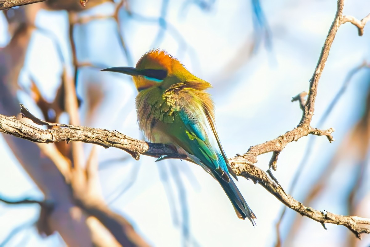 Rainbow Bee-eater - ML625638665