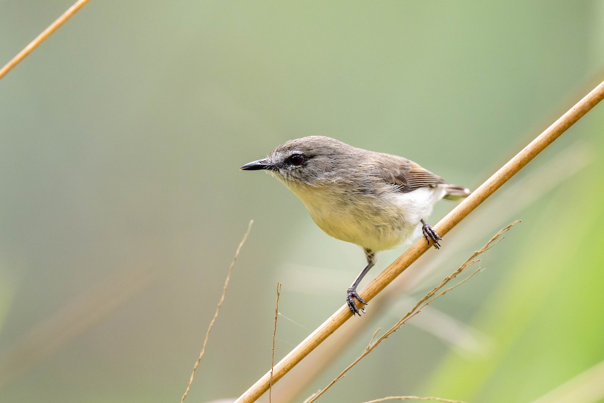 Brown Gerygone - ML625638705