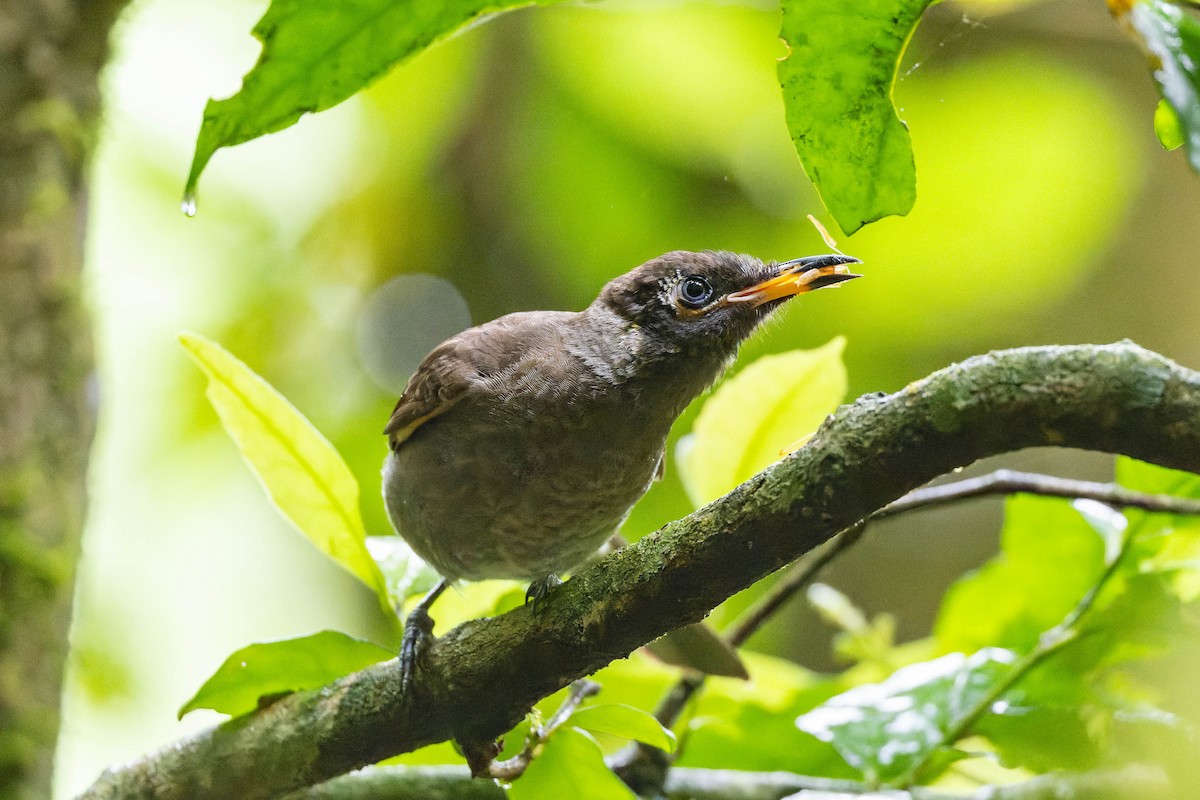 Bridled Honeyeater - ML625638708