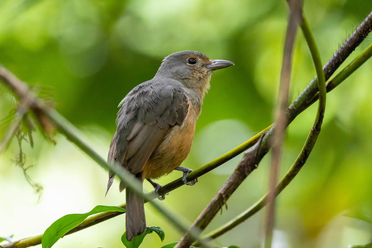 Bower's Shrikethrush - ML625638709