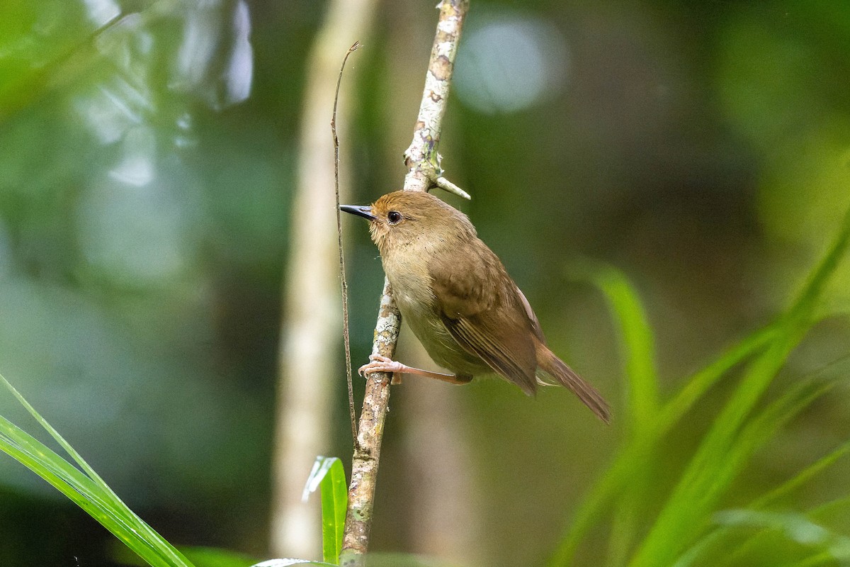 Atherton Scrubwren - ML625638713