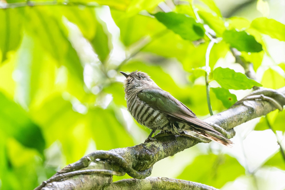 Shining Bronze-Cuckoo - ML625638716