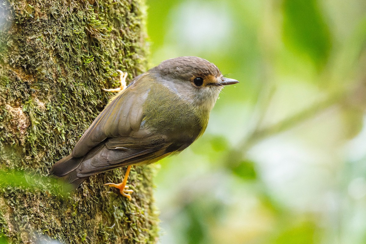 Pale-yellow Robin - ML625638721