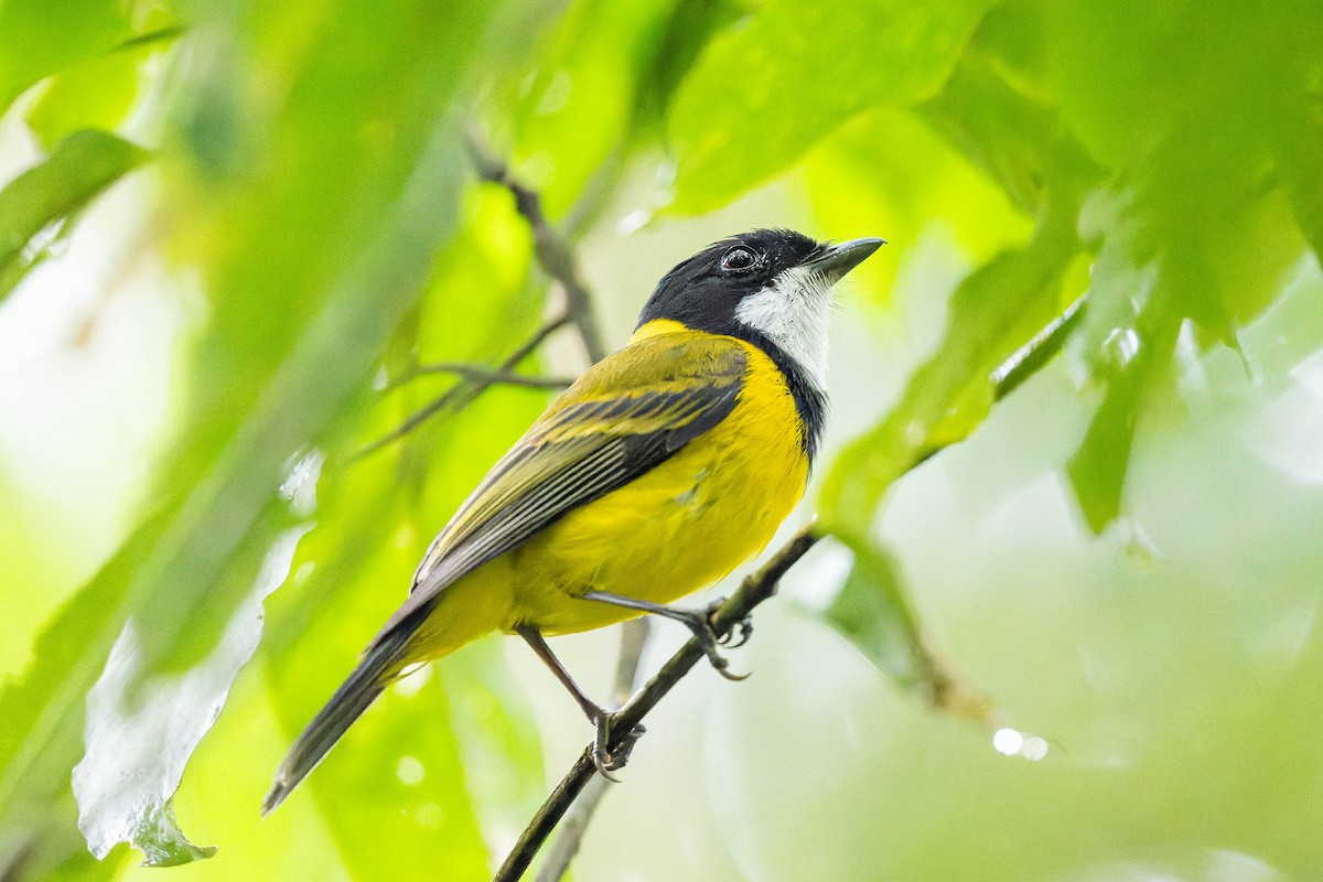 Golden Whistler (Eastern) - ML625638723