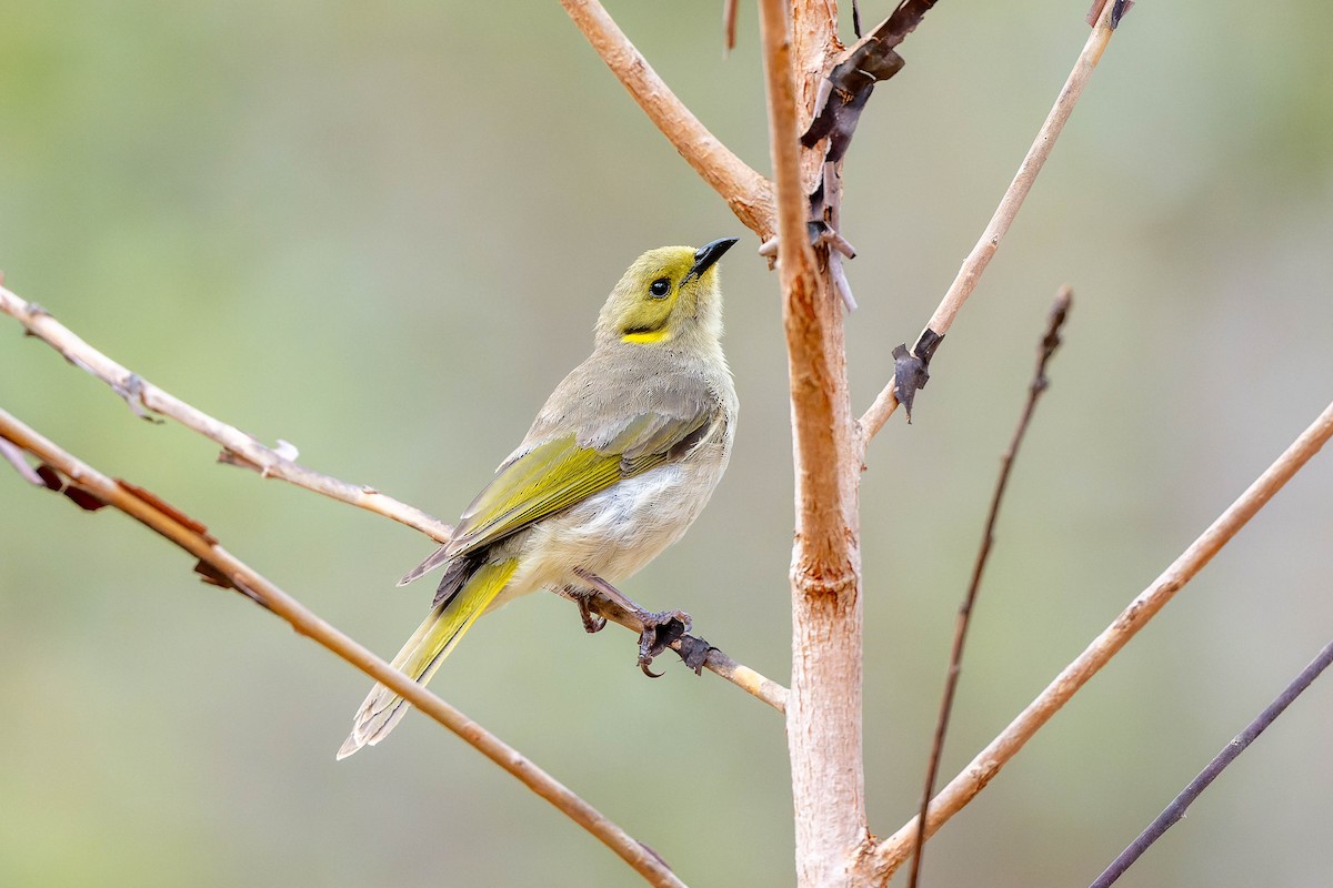 Fuscous Honeyeater - ML625638741