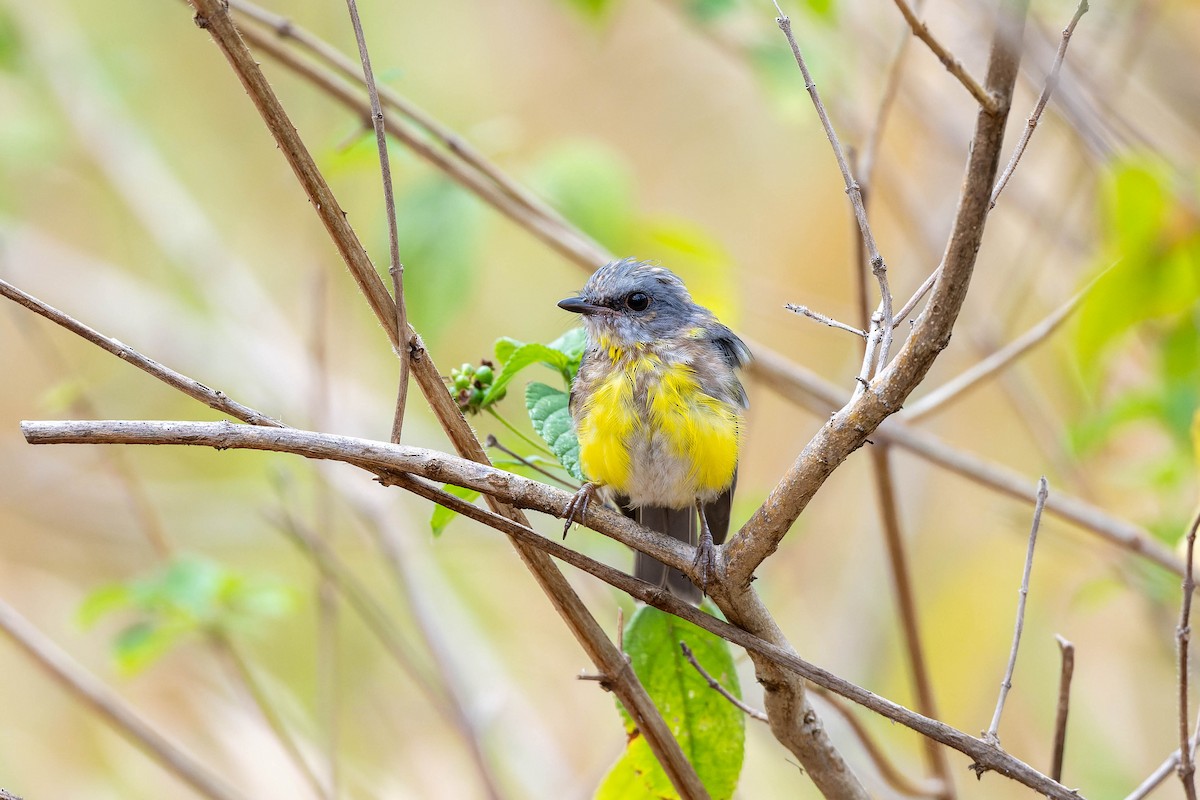 Eastern Yellow Robin - ML625638744