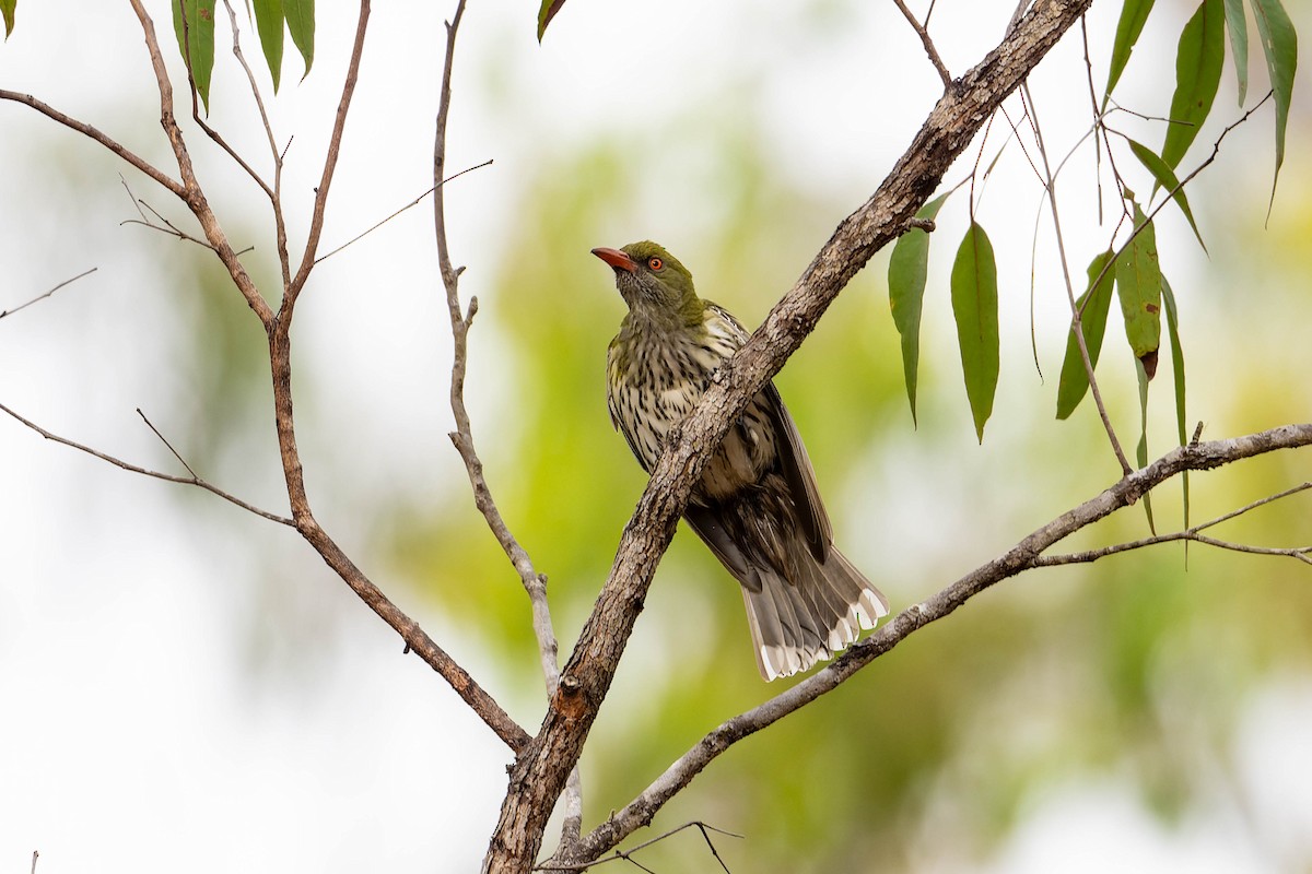 Olive-backed Oriole - ML625638750