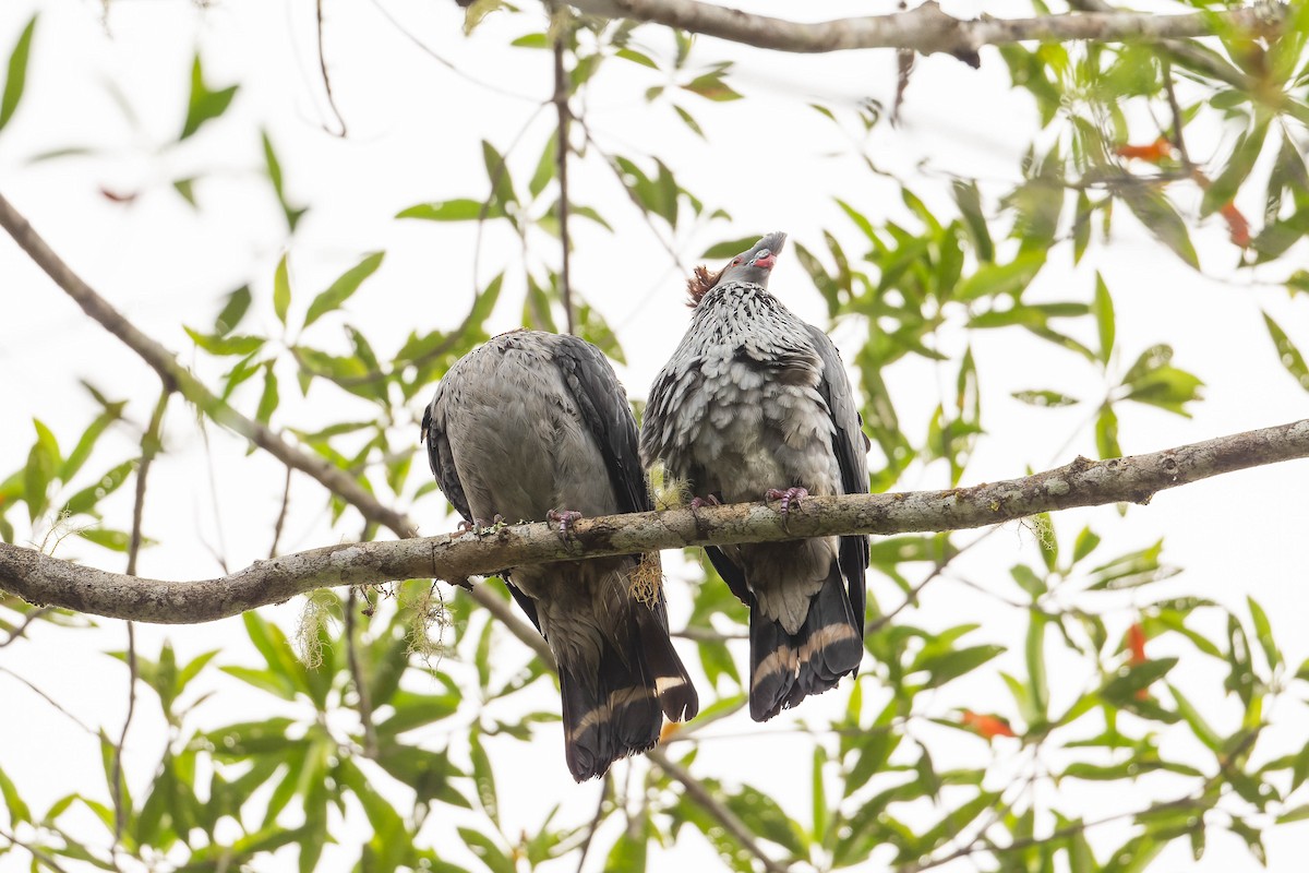 Topknot Pigeon - ML625638758