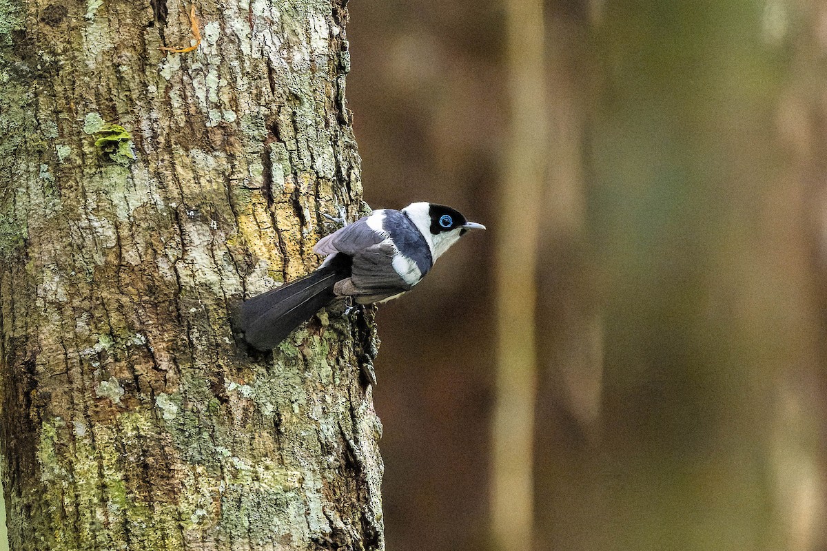 Pied Monarch - ML625638762