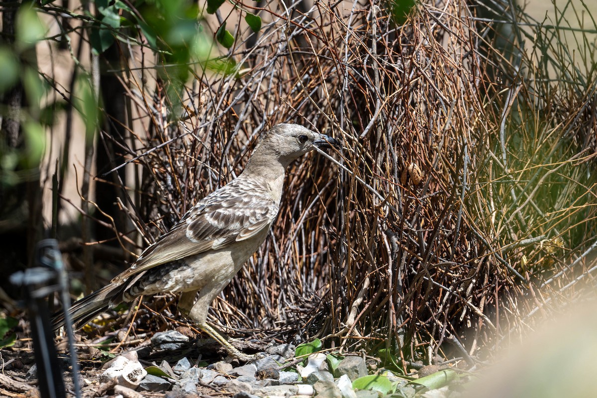 Great Bowerbird - ML625638765