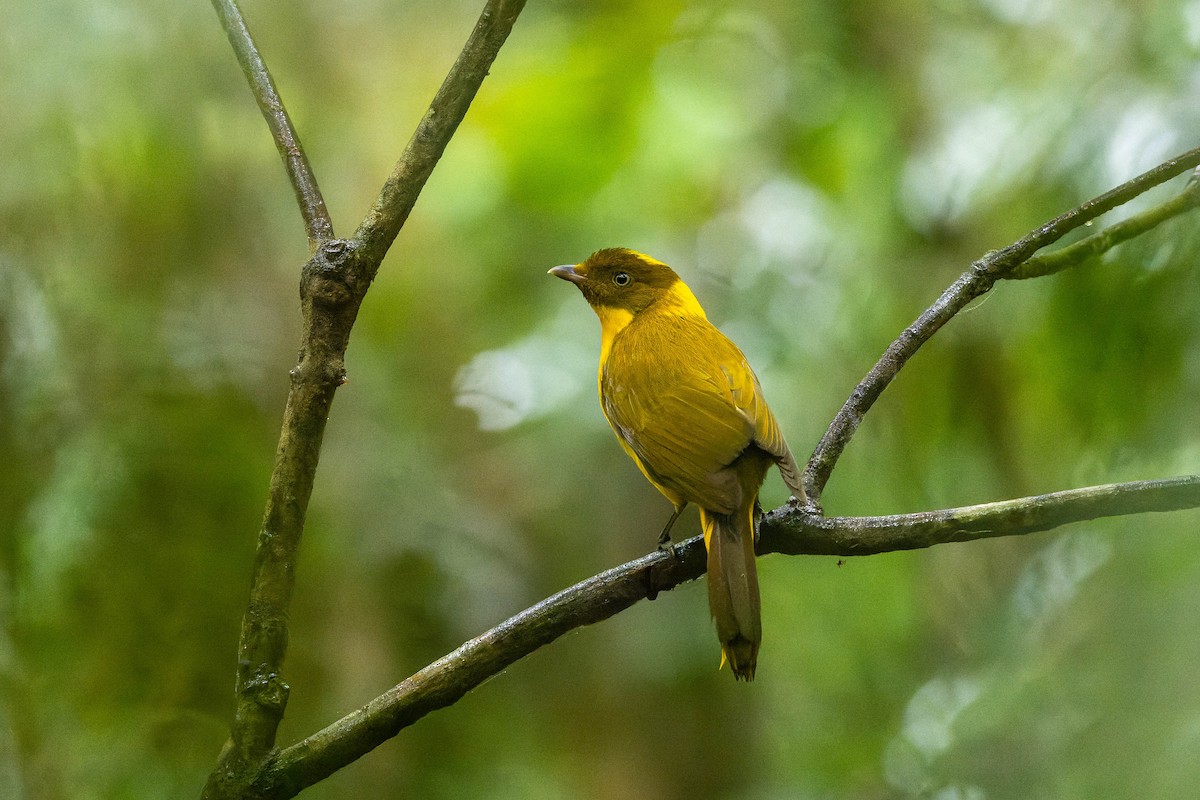 Golden Bowerbird - ML625638768