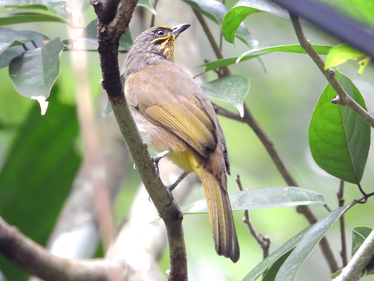 Stripe-throated Bulbul - ML625638799