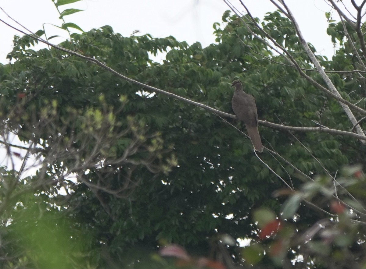 Tanimbar Cuckoo-Dove - ML625638824