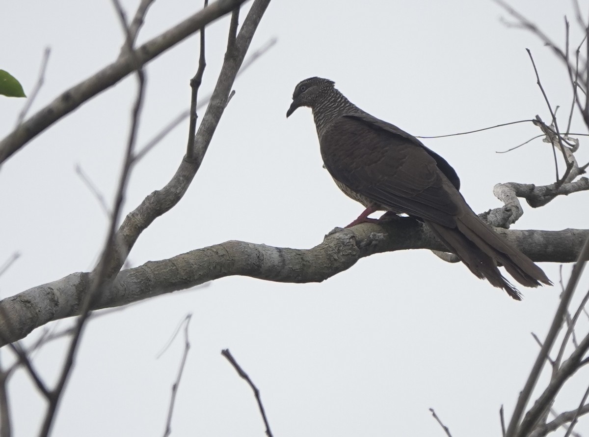 Tanimbar Cuckoo-Dove - ML625638825