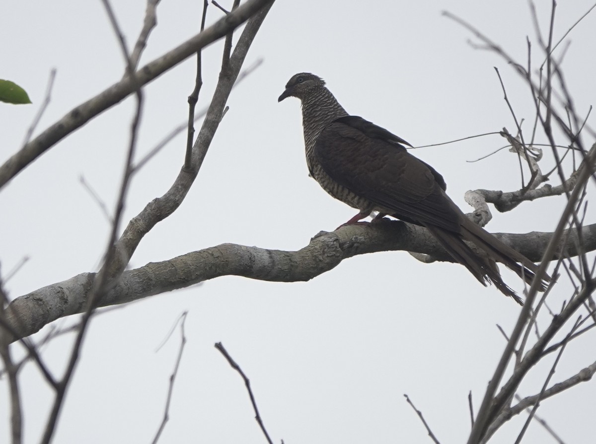 Tanimbar Cuckoo-Dove - ML625638826