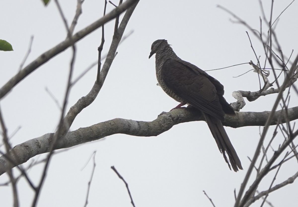 Tanimbar Cuckoo-Dove - ML625638828