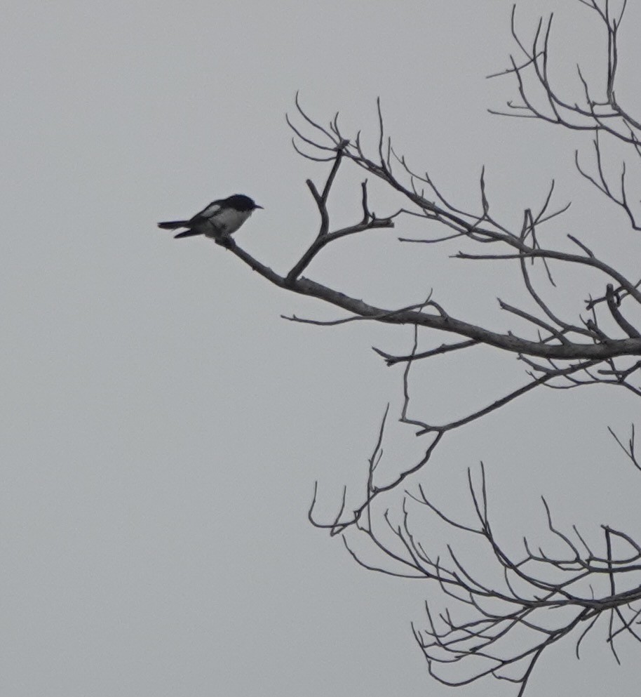 Pied Bronze-Cuckoo - ML625638831