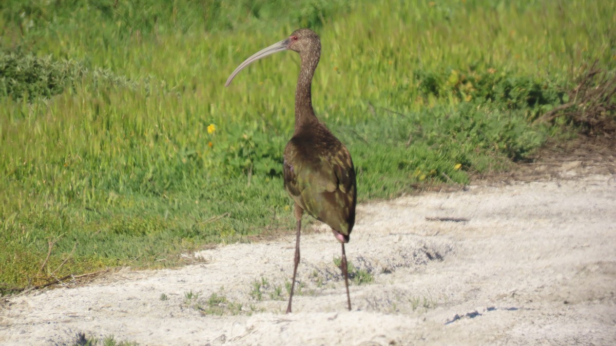 White-faced Ibis - ML625638890