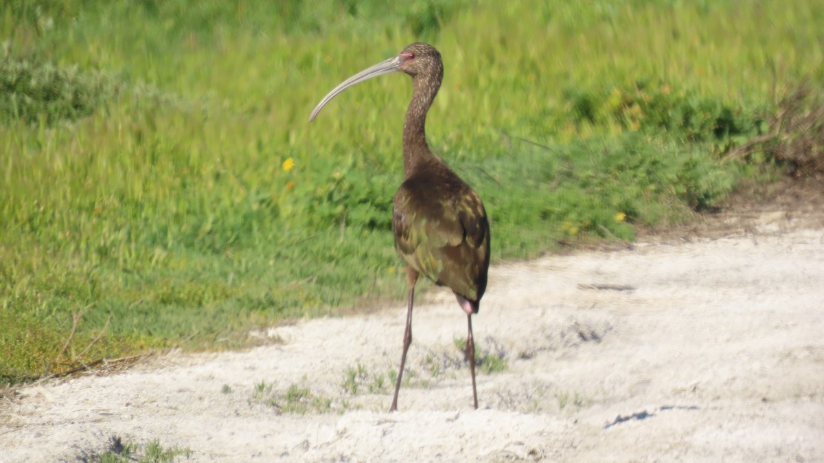 White-faced Ibis - ML625638891