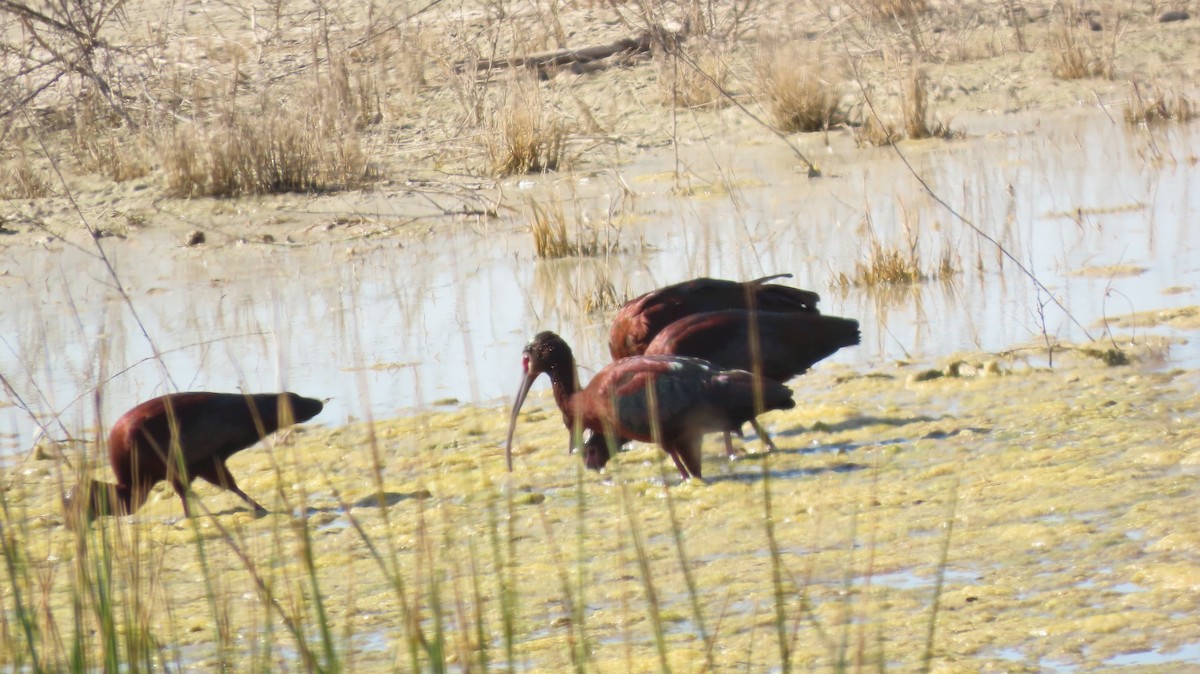 White-faced Ibis - ML625638892