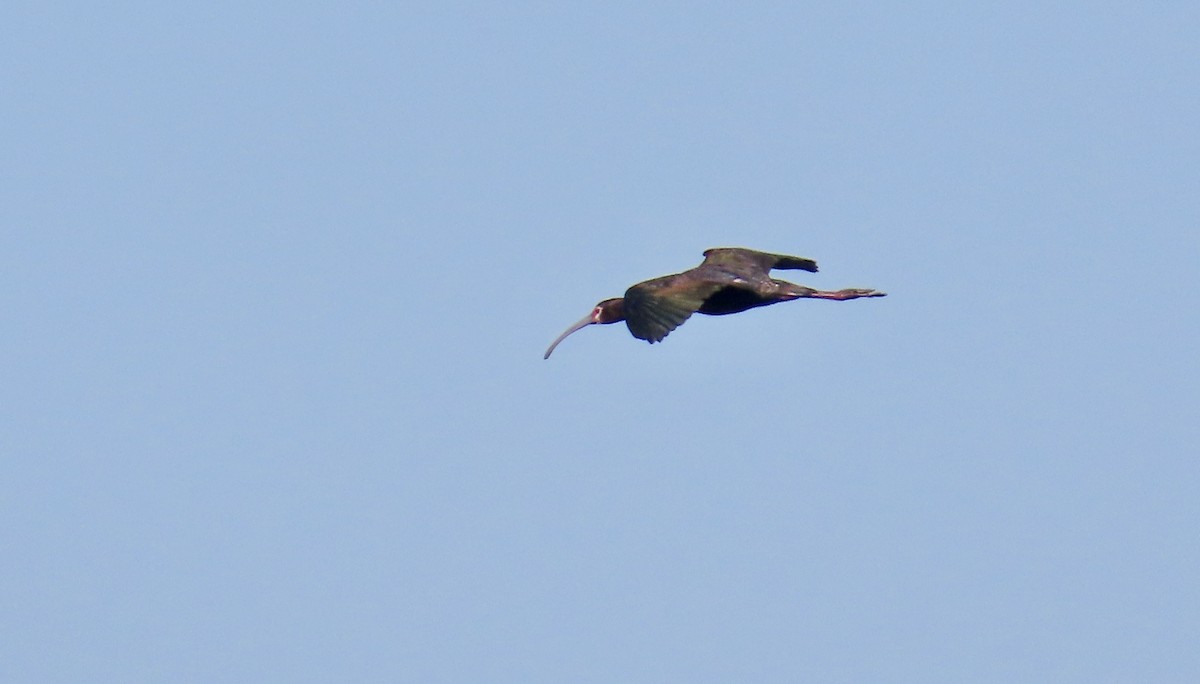 White-faced Ibis - ML625638894